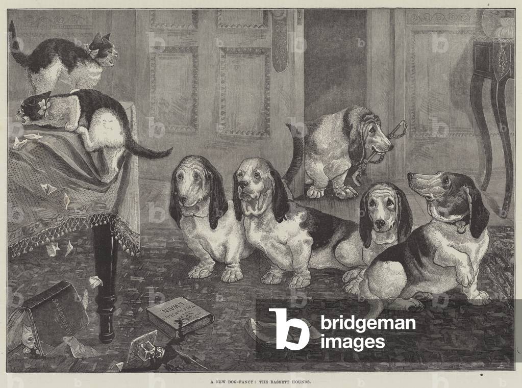 A New Dog-Fancy, the Bassett Hounds (engraving)