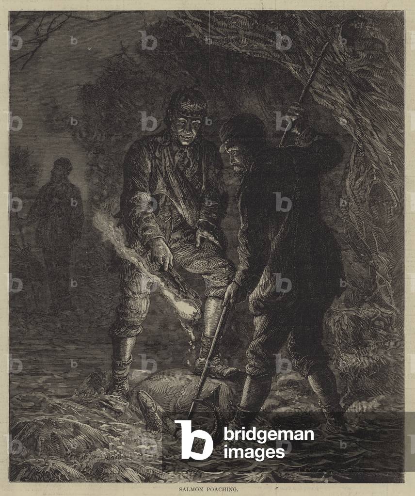 Salmon Poaching (engraving)