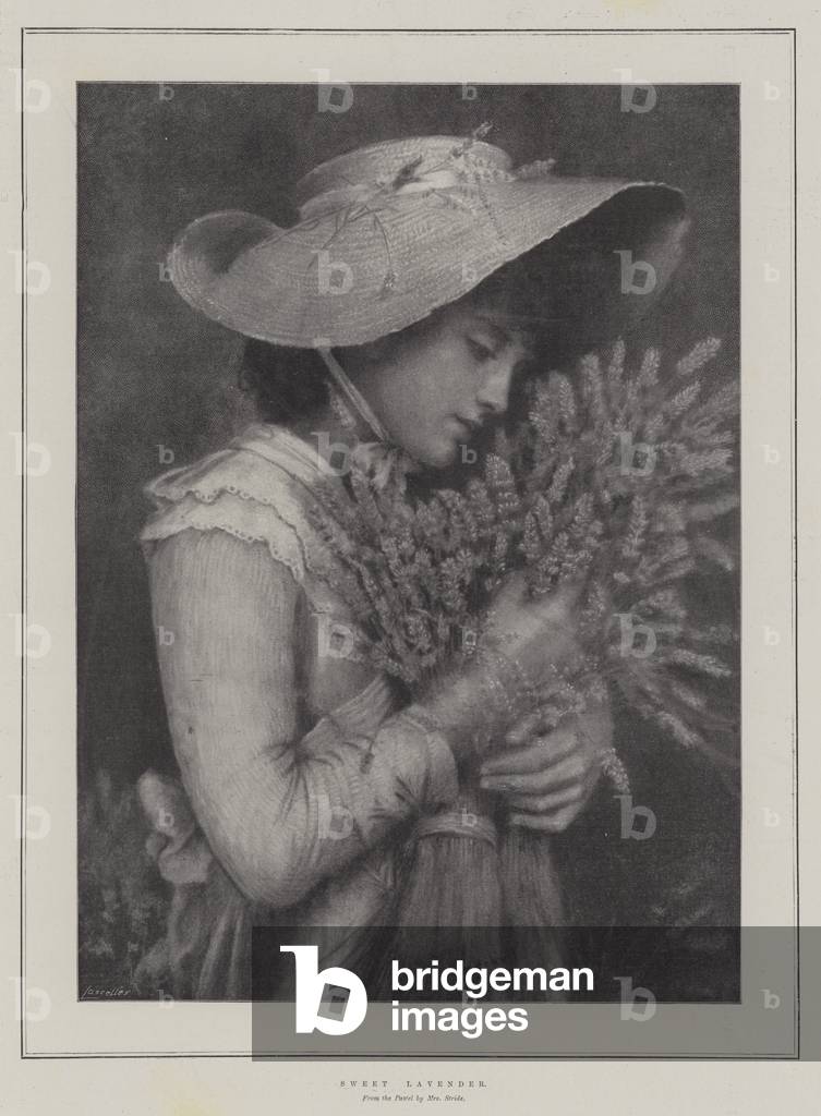 Sweet Lavender (litho)