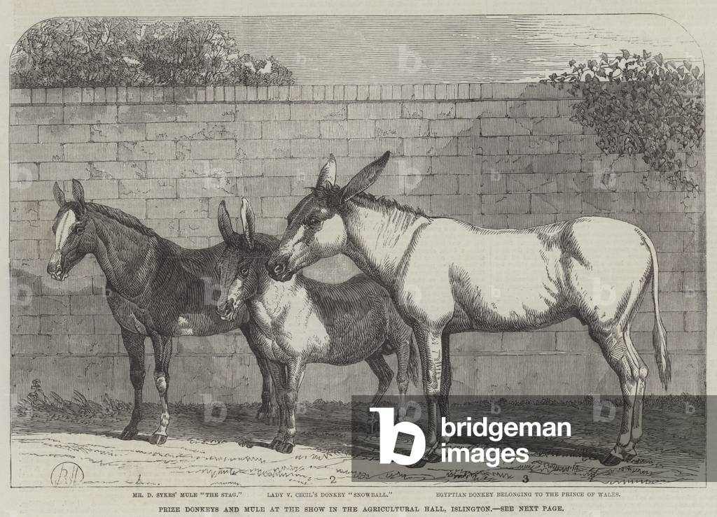 Prize Donkeys and Mule at the Show in the Agricultural Hall, Islington (engraving)