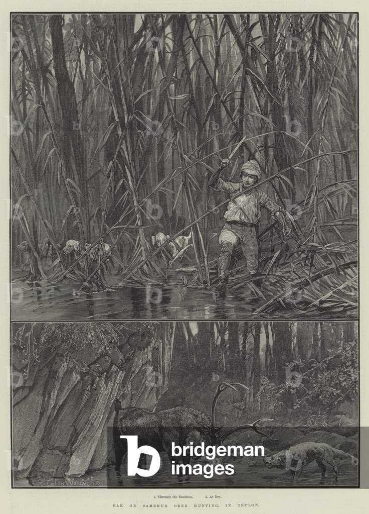 Elk or Sambhur Deer Hunting, in Ceylon (engraving)