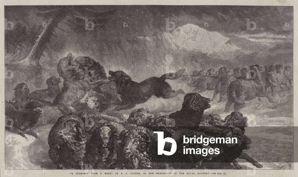 A Stampede from a Wolf (engraving)