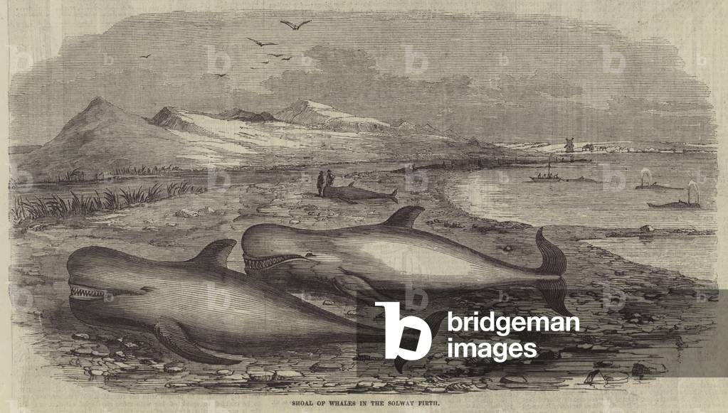 Shoal of Whales in the Solway Firth (engraving)