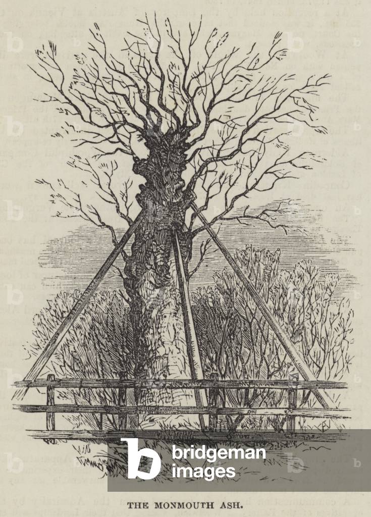 The Monmouth Ash (engraving)