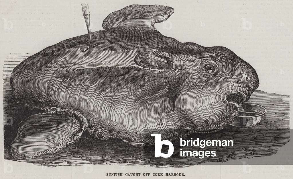 Sunfish caught off Cork Harbour (engraving)