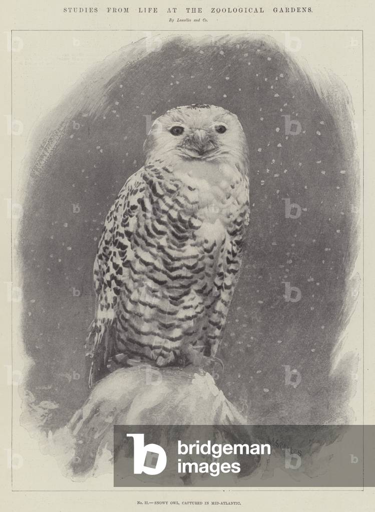 Studies from Life at the Zoological Gardens (litho)