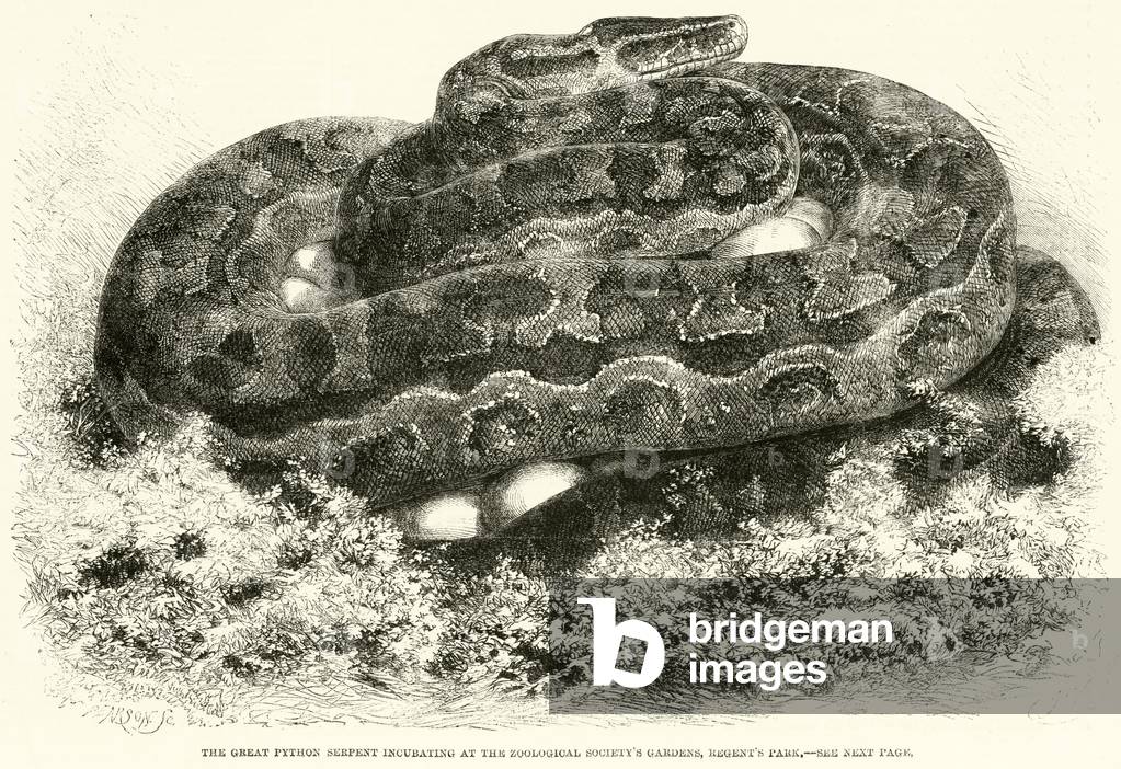 The Great Python Serpent incubating at the Zoological Society's Gardens, Regent's Park (engraving)