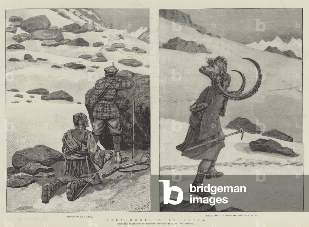 Ibex-Shooting in India (engraving)
