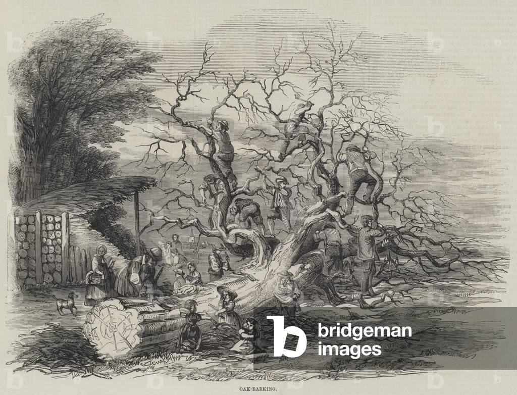 Oak-Barking (engraving)