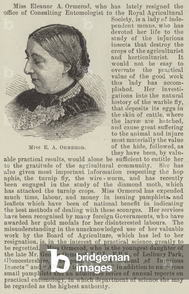 Miss E A Ormerod (engraving)