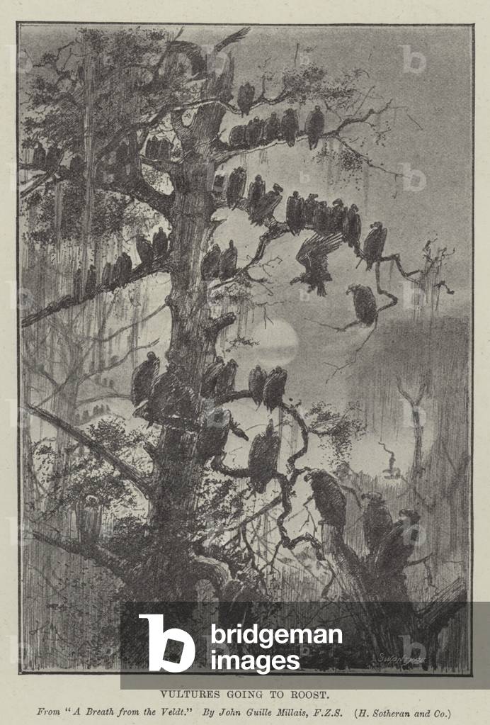 Vultures going to Roost (litho)