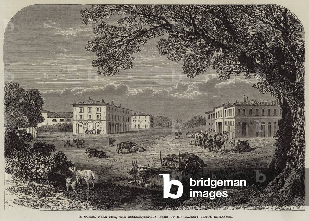 Il Gombo, near Pisa, the Acclimatisation Farm of His Majesty Victor Emmanuel (engraving)