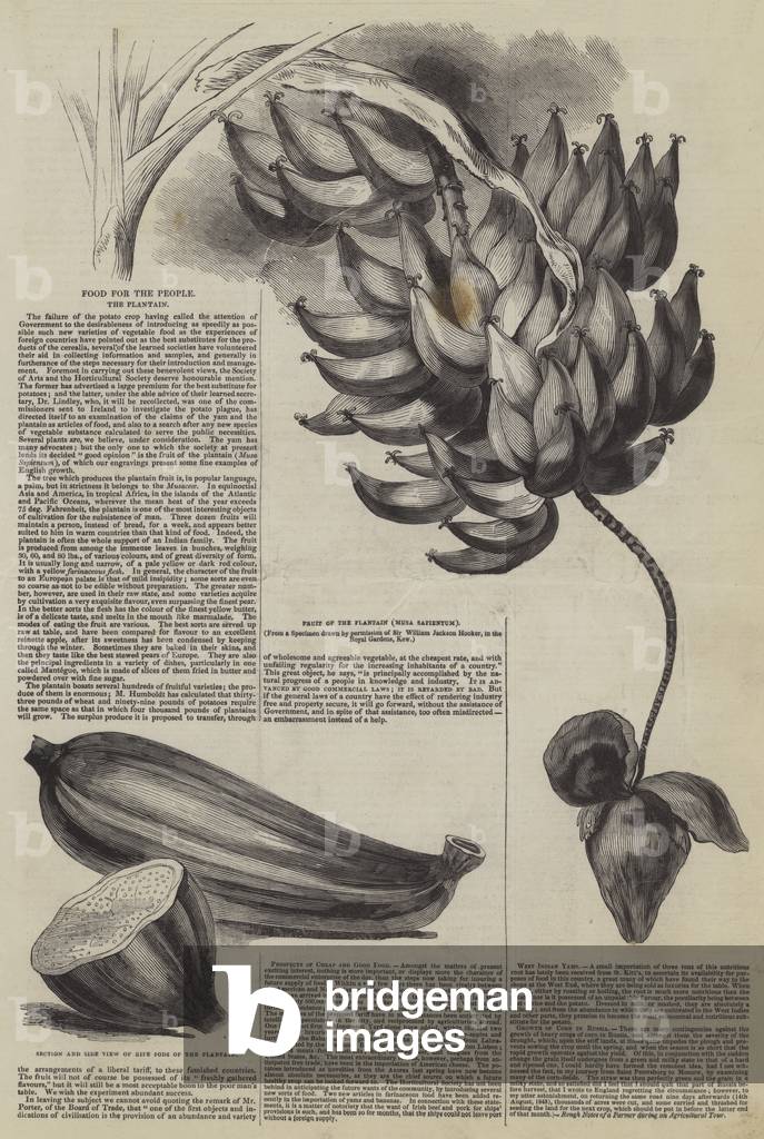 Food for the People, the Plantain (engraving)