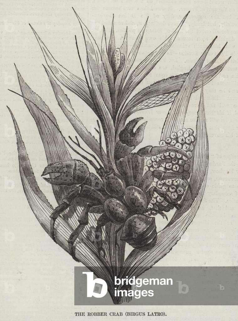 The Robber Crab (Birgus latro) (engraving)