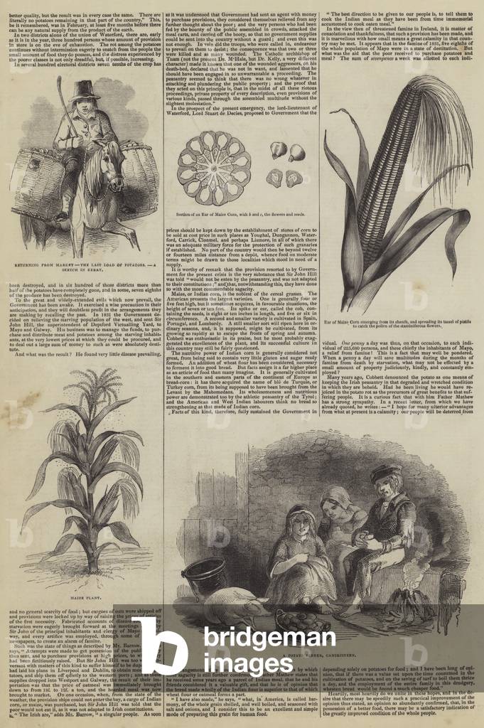 Food in Ireland (engraving)