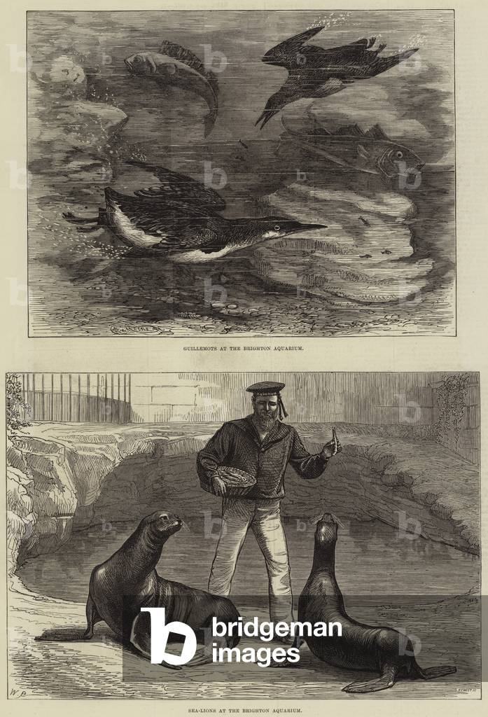 Brighton Aquarium (engraving)