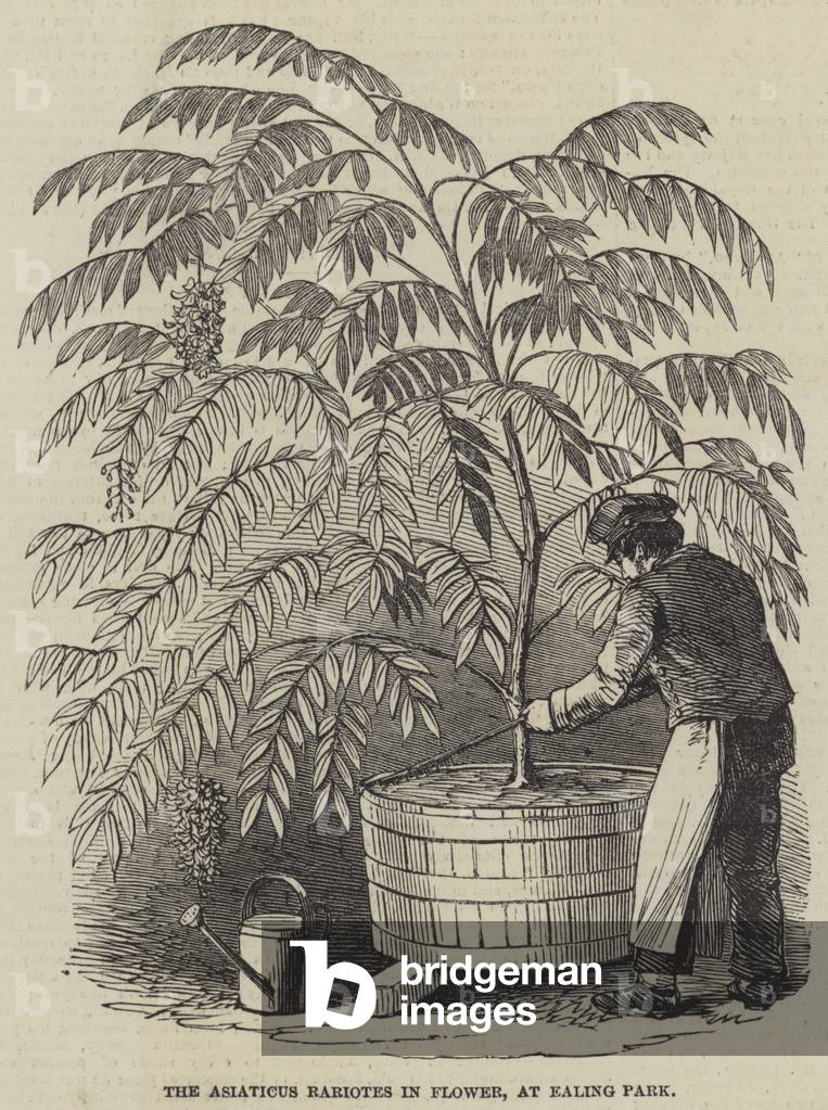 The Asiaticus Rariotes in Flower, at Ealing Park (engraving)