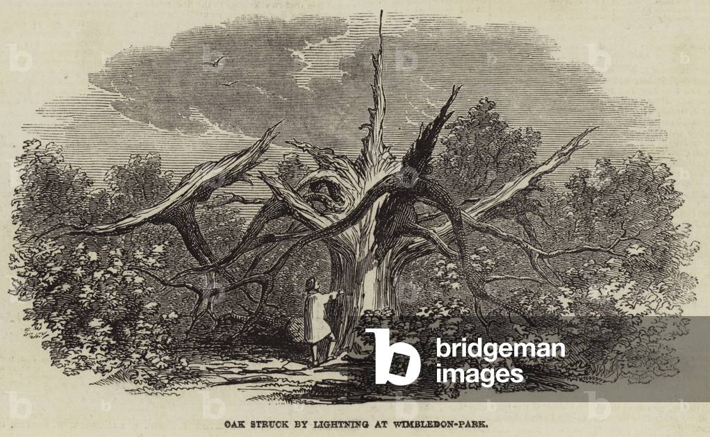 Oak struck by Lighting at Wimbledon-Park (engraving)