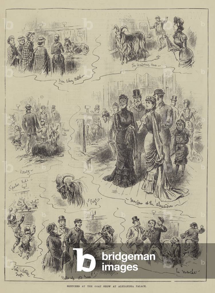 Sketches at the Goat Show at Alexandra Palace (engraving)