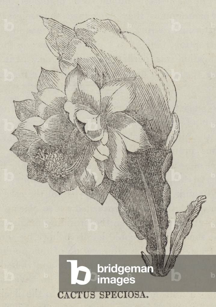 Cactus Speciosa (engraving)