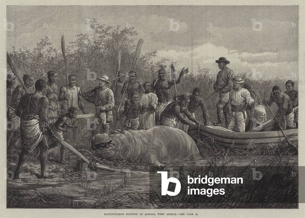 Hippopotamus Hunting in Angola, West Africa (engraving)