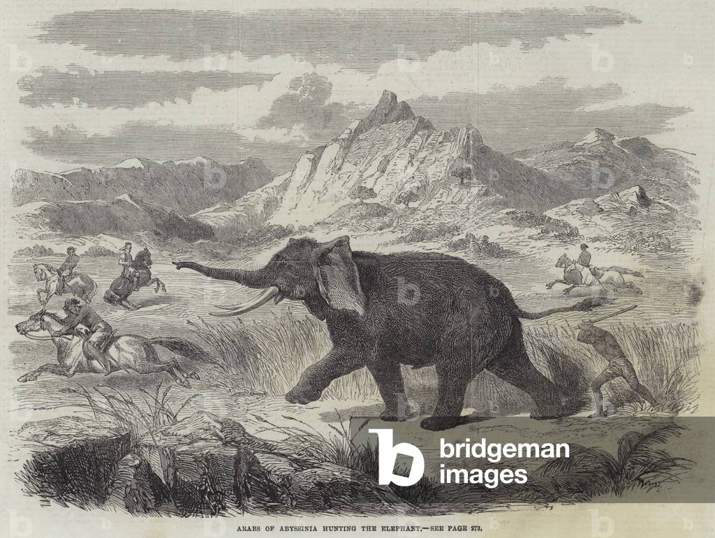 Arabs of Abyssinia hunting the Elephant (engraving)