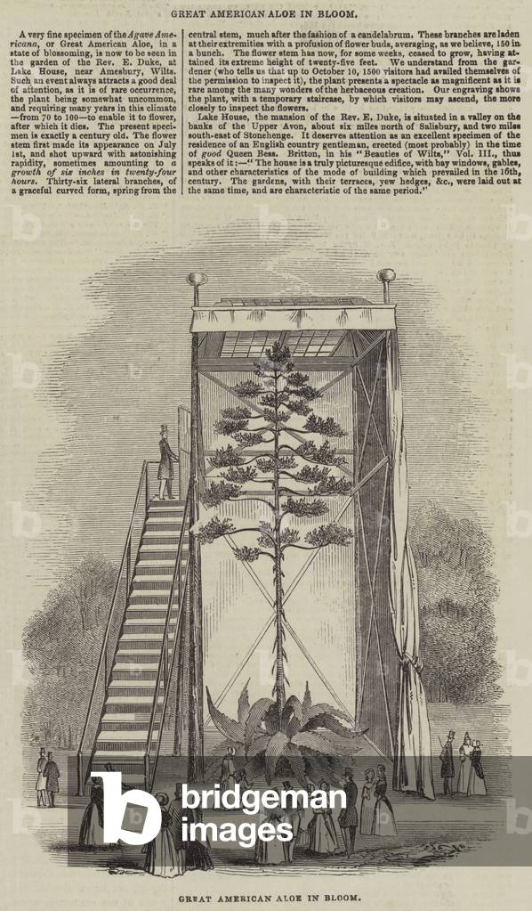 Great American Aloe in Bloom (engraving)