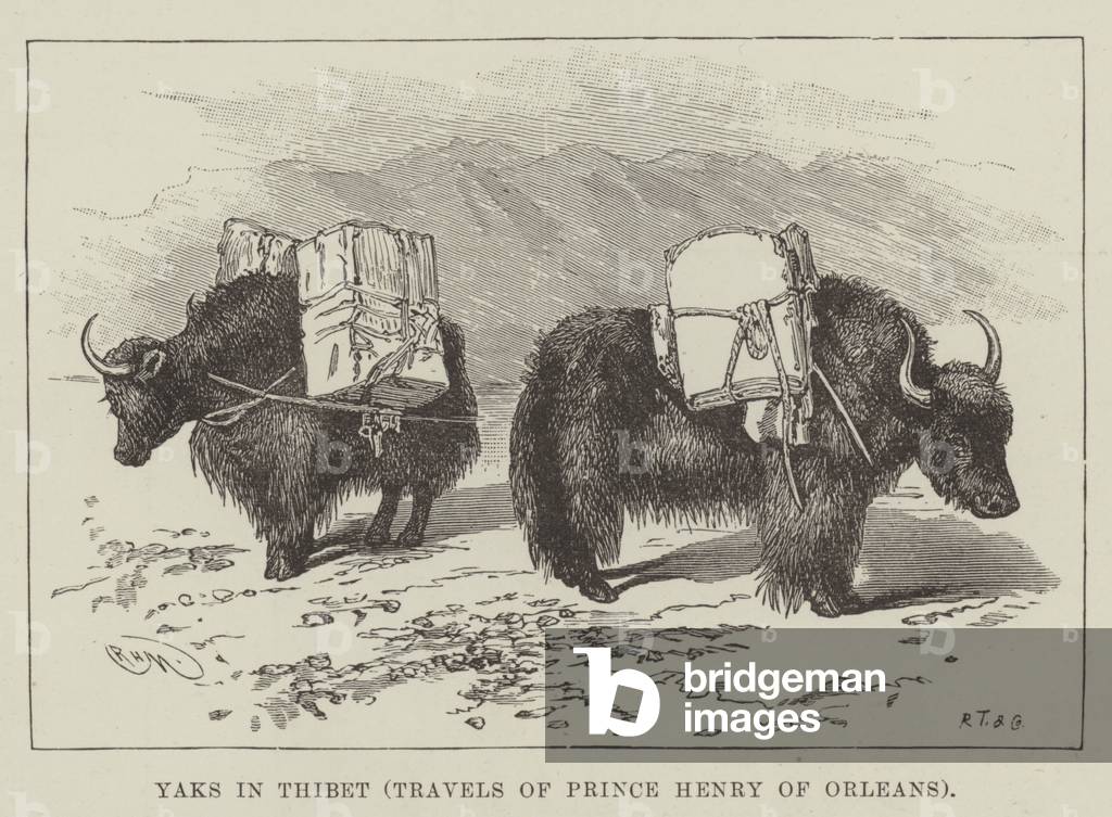 Yaks in Thibet, Travels of Prince Henry of Orleans (engraving)