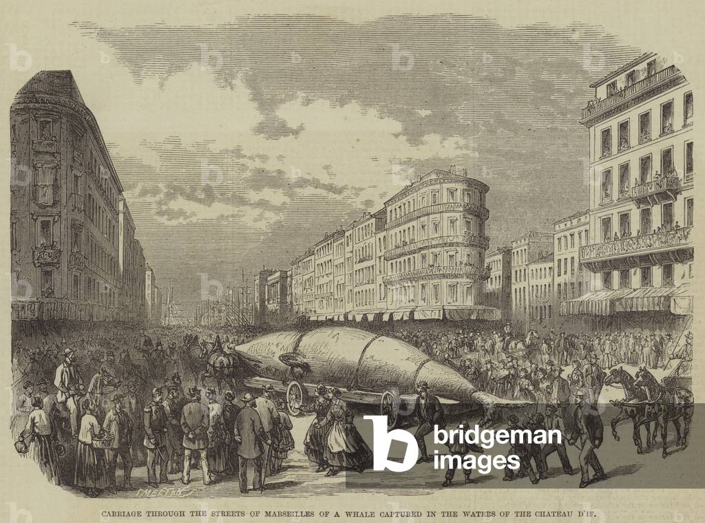 Carriage through the Streets of Marseilles of a Whale captured in the Waters of the Chateau d'If (engraving)