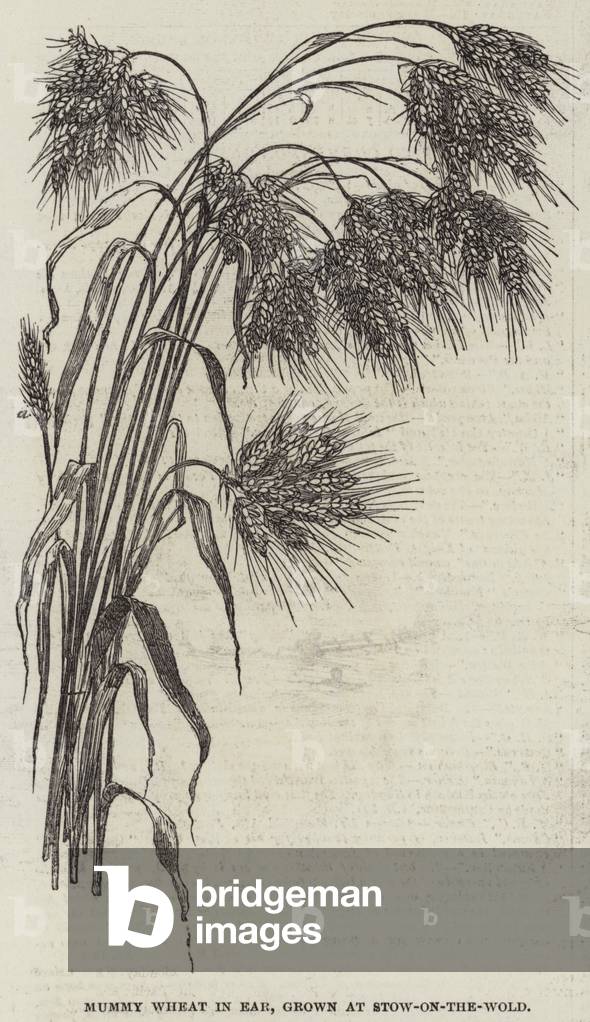 Mummy Wheat in Ear, grown at Stow-on-the-Wold (engraving)