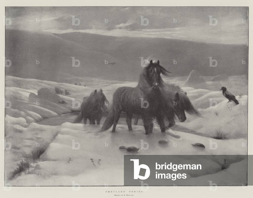 Shetland Ponies (engraving)