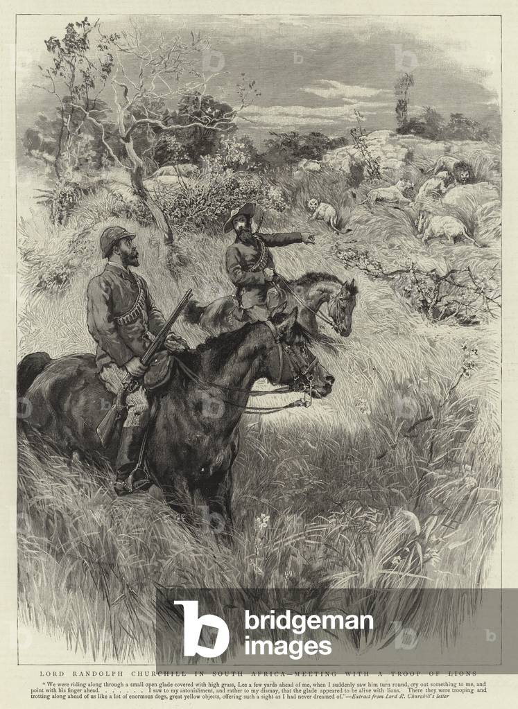 Lord Randolph Churchill in South Africa, Meeting with a Troop of Lions (engraving)