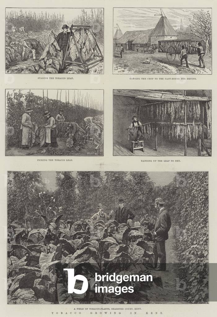 Tobacco Growing in Kent (engraving)