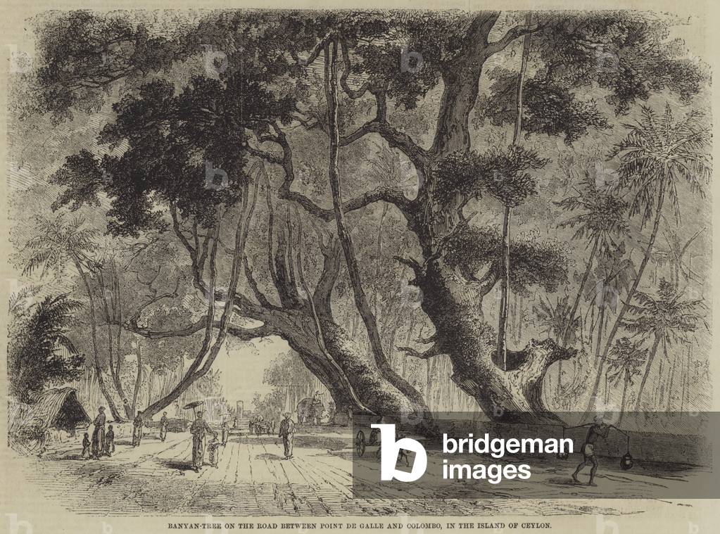 Banyan-Tree on the Road between Point de Galle and Colombo, in the Island of Ceylon (engraving)