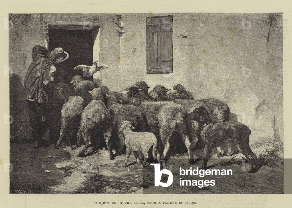 The Return of the Flock (engraving)