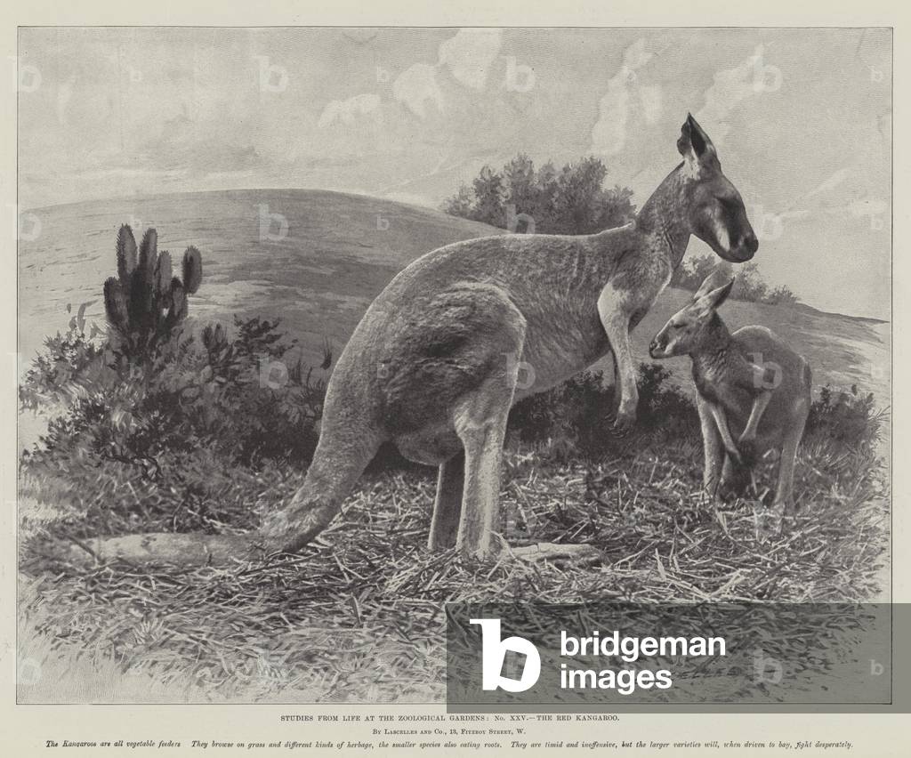 Studies from Life at the Zoological Gardens, the Red Kangaroo (litho)