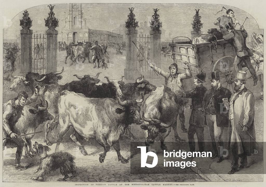 Inspection of Foreign Cattle at the Metropolitan Cattle Market (engraving)