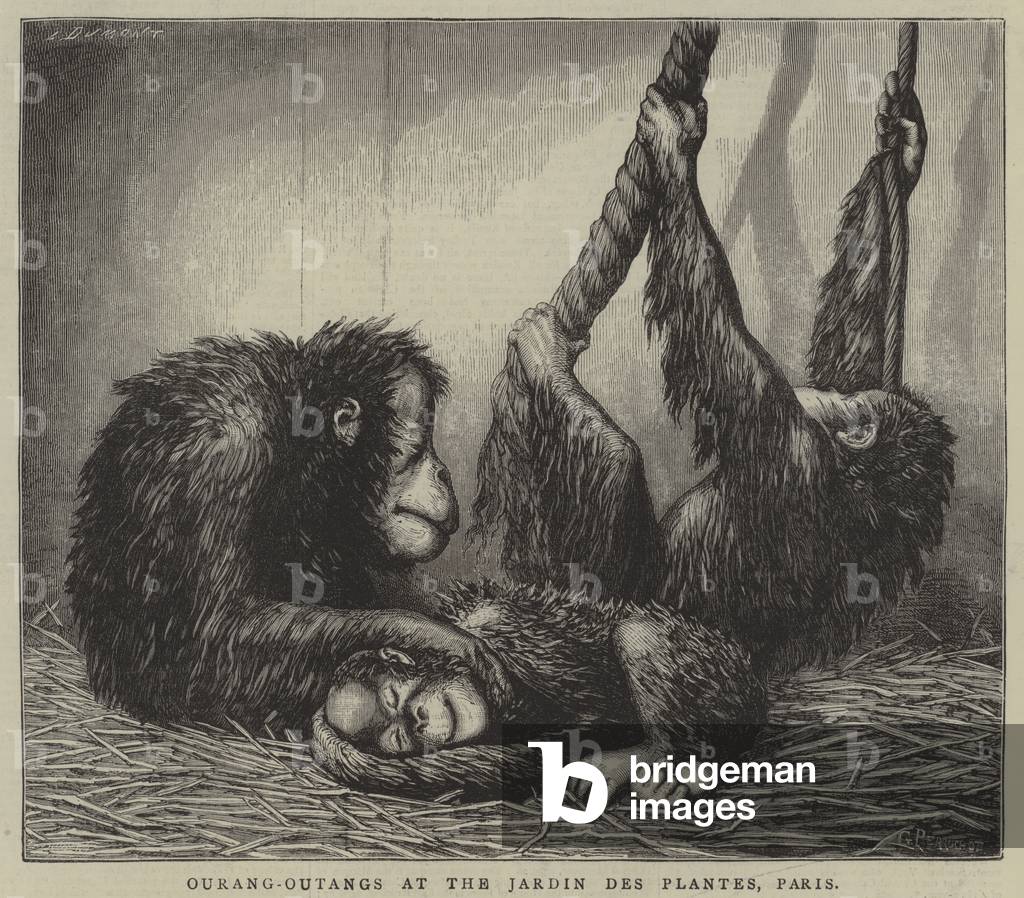 Ourang-Outangs at the Jardin des Plantes, Paris (engraving)