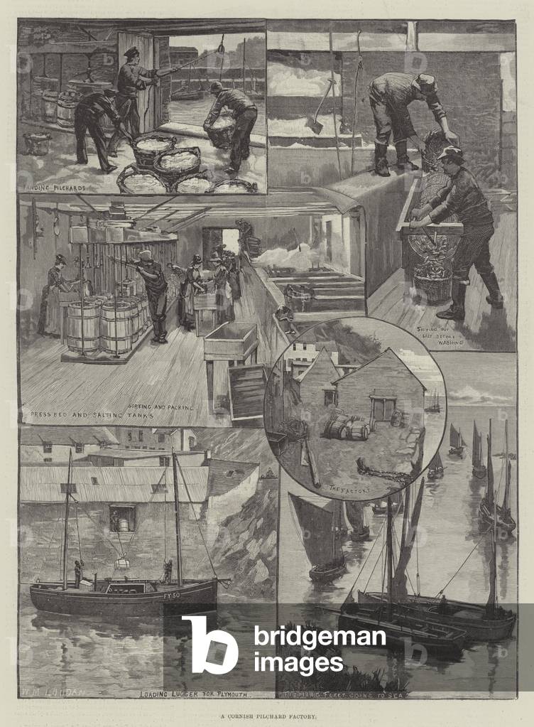 A Cornish Pilchard Factory (engraving)