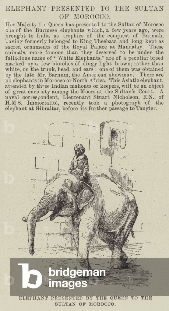 Elephant presented by the Queen to the Sultan of Morocco (engraving)