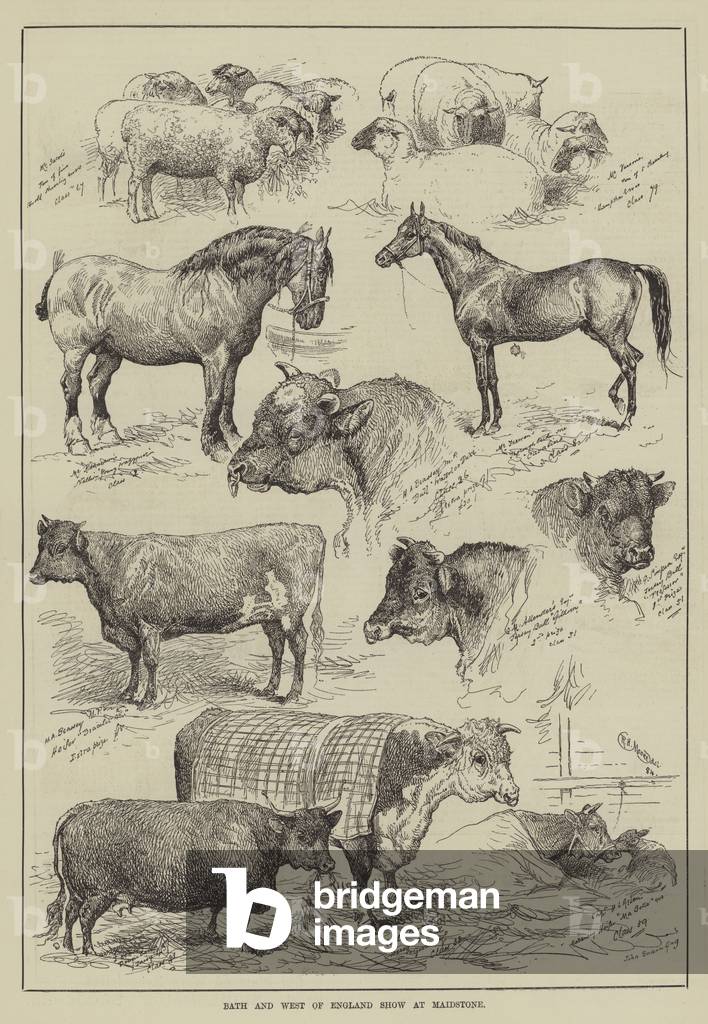 Bath and West of England Show at Maidstone (engraving)