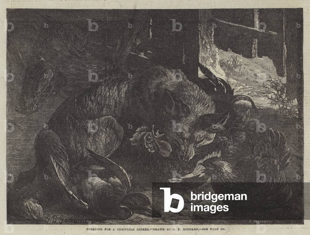 Foraging for a Christmas Dinner (engraving)