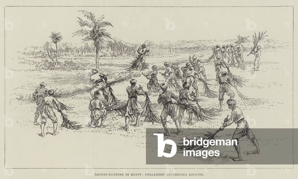 Locust-Hunting in Egypt, Fellaheen destroying Locusts (engraving)