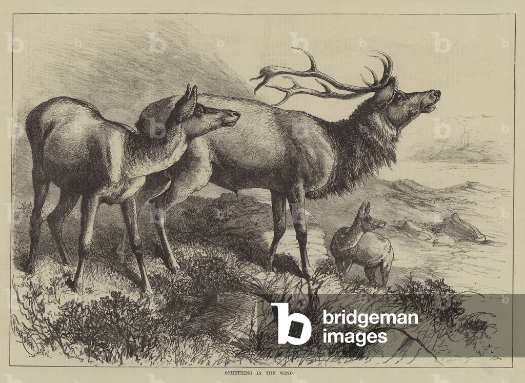 Something in the Wind (engraving)