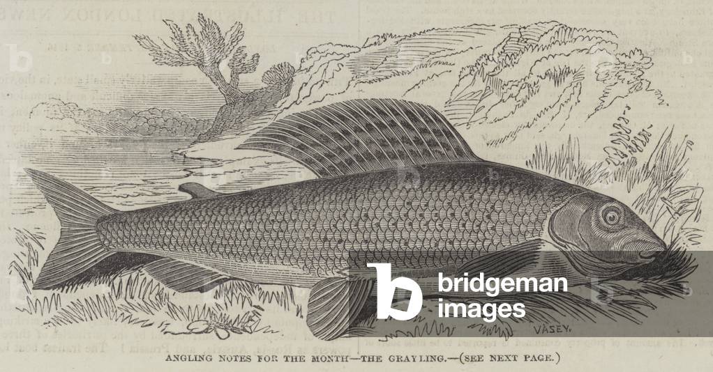 Angling Notes for the Month, the Grayling (engraving)