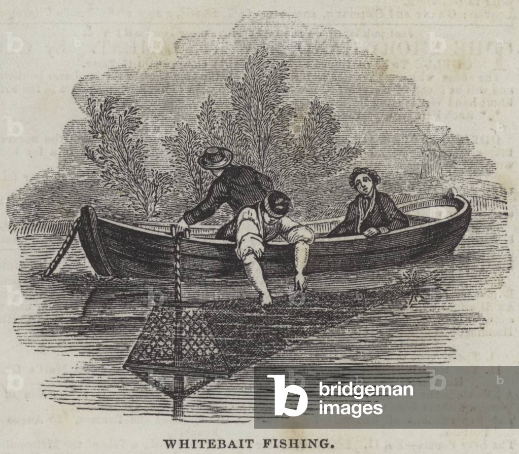 Whitebait Fishing (engraving)