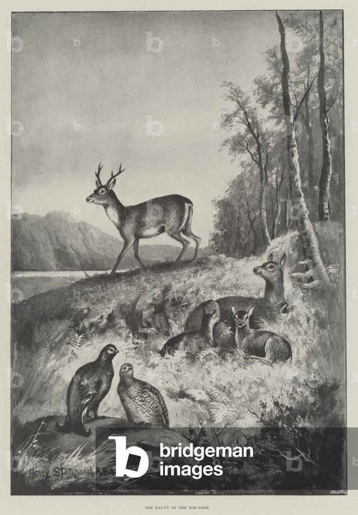The Haunt of the Roe-Deer (litho)