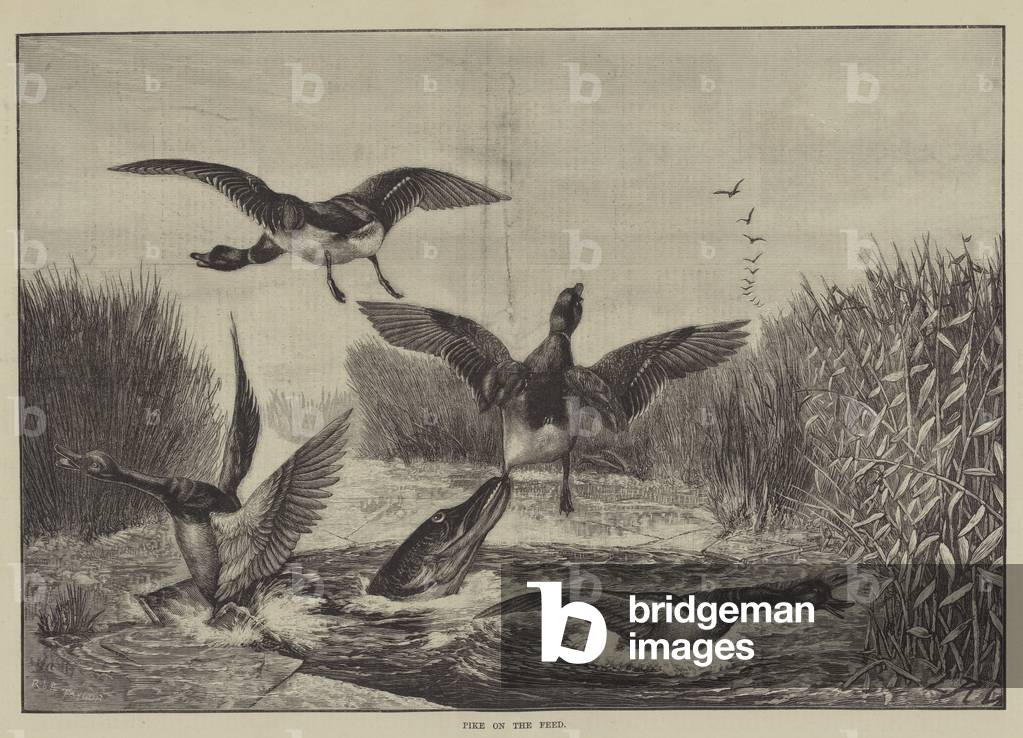 Pike on the Feed (engraving)