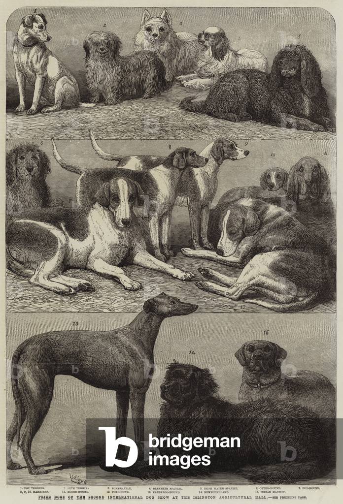 Prize Dogs of the Second International Dog Show at the Islington Agricultural Hall (engraving)