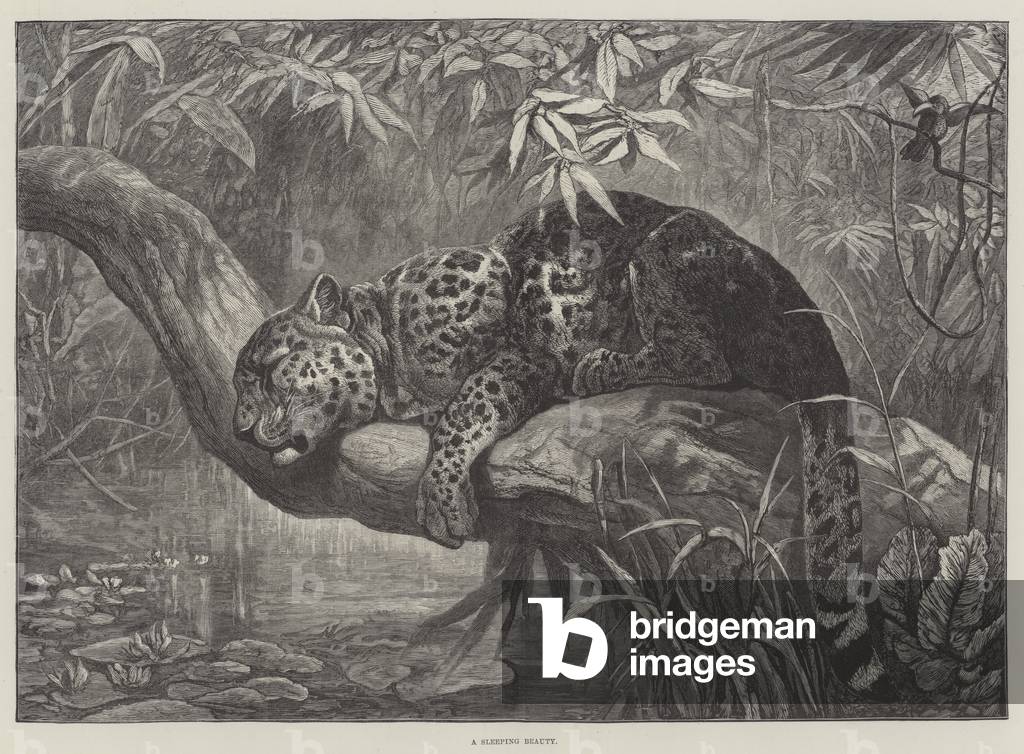 A Sleeping Beauty (engraving)